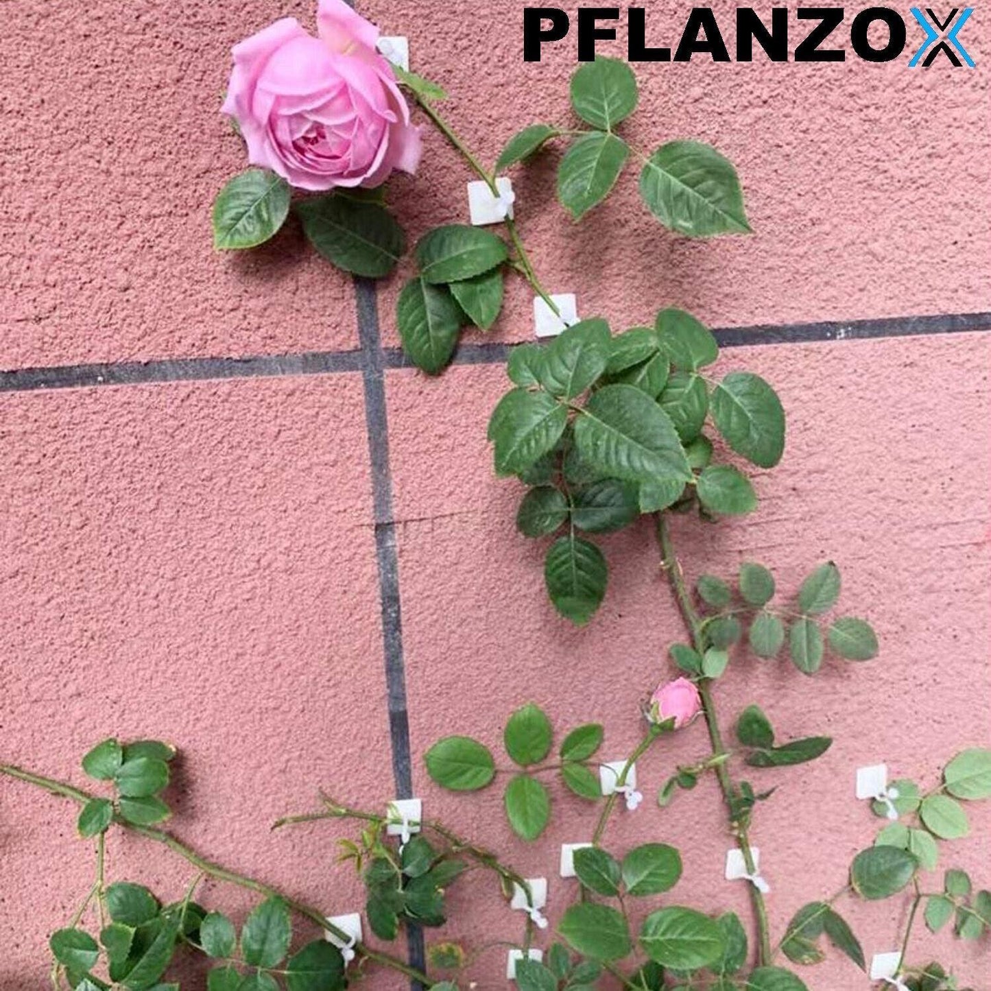 PFLANZOX Pflanzenclips Pflanzenklammern Rankhilfe Pflanzen Tomaten Clips 100 Stk